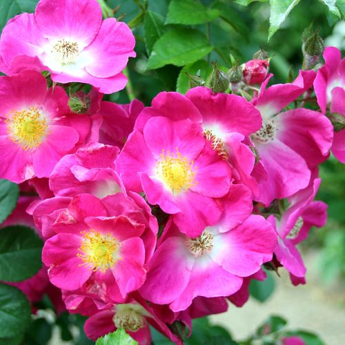 Rosa American Pillar - roz - Trandafir copac cu trunchi înalt - cu flori simpli - coroană curgătoare